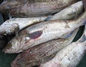 鳕鱼最新爆料图片高清大图,细节解析揭示海洋之美